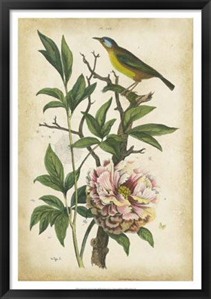 Framed Antique Bird in Nature II Print