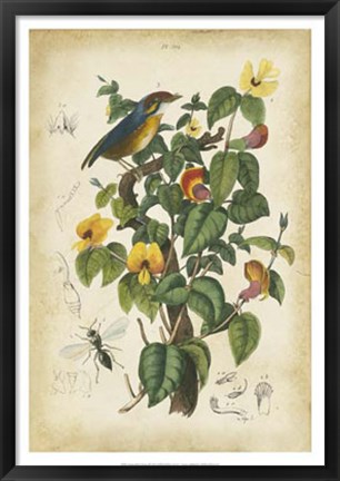 Framed Antique Bird in Nature III Print