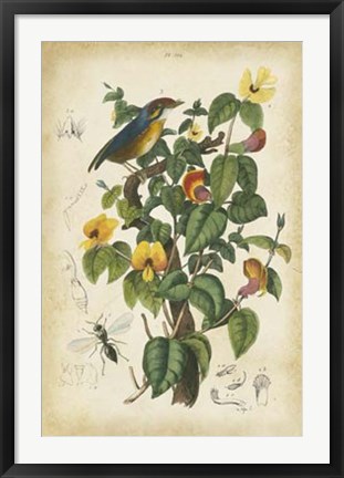 Framed Antique Bird in Nature III Print