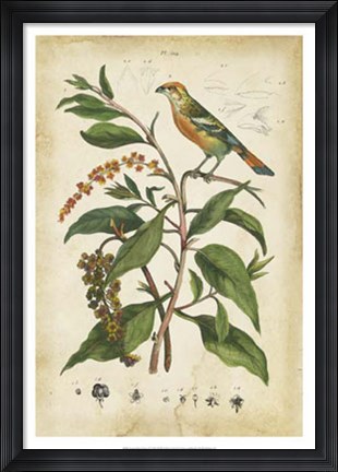 Framed Antique Bird in Nature IV Print