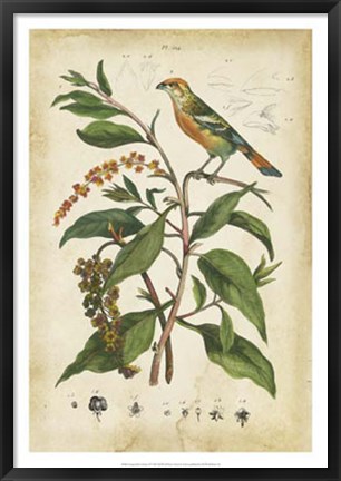 Framed Antique Bird in Nature IV Print