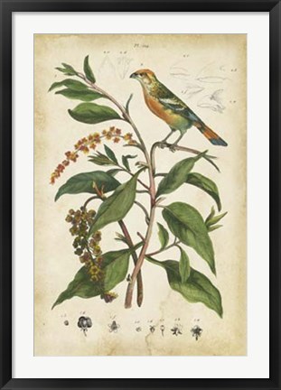 Framed Antique Bird in Nature IV Print