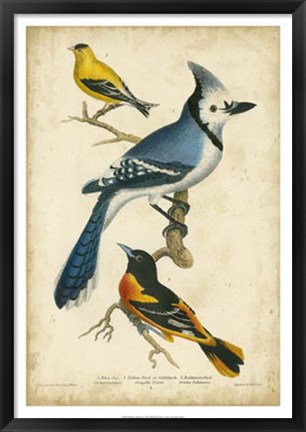 Framed Wilson&#39;s Blue Jay Print