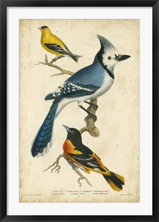 Framed Wilson&#39;s Blue Jay Print