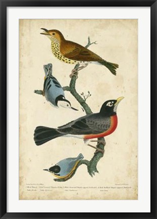 Framed Wilson&#39;s Wood Thrush Print