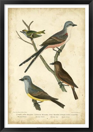 Framed Wilson&#39;s Flycatcher Print