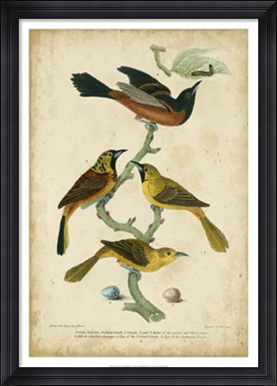 Framed Wilson&#39;s Orchard Oriole Print