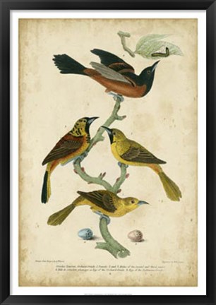 Framed Wilson&#39;s Orchard Oriole Print