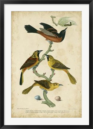 Framed Wilson&#39;s Orchard Oriole Print