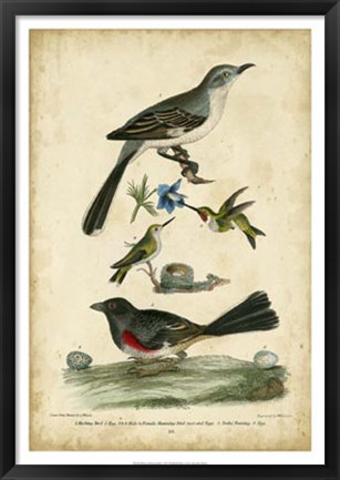 Framed Wilson&#39;s Mockingbird Print