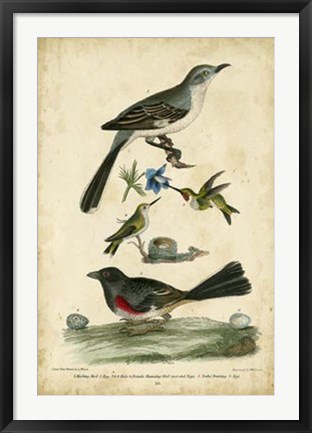 Framed Wilson&#39;s Mockingbird Print