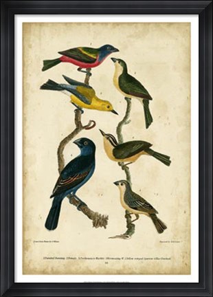 Framed Wilson&#39;s Painted Bunting Print
