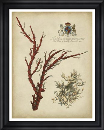 Framed Imperial Coral I Print