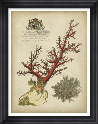 Framed Imperial Coral II Print