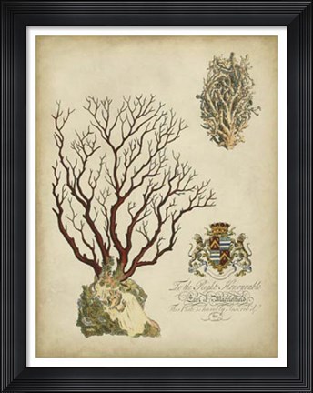 Framed Imperial Coral III Print