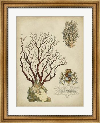 Framed Imperial Coral III Print