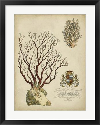 Framed Imperial Coral III Print