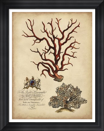 Framed Imperial Coral IV Print