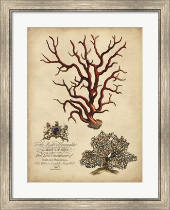 Framed Imperial Coral IV Print