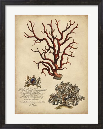 Framed Imperial Coral IV Print