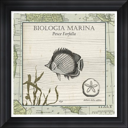 Framed Biologia Marina I Print