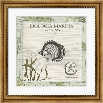 Framed Biologia Marina I Print