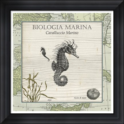 Framed Biologia Marina III Print
