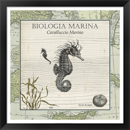 Framed Biologia Marina III Print