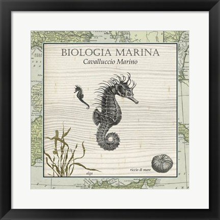 Framed Biologia Marina III Print