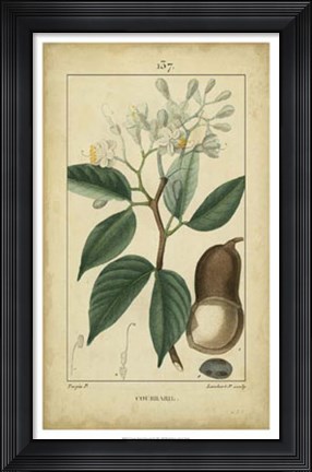 Framed Vintage Turpin Botanical I Print