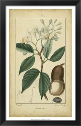 Framed Vintage Turpin Botanical I Print