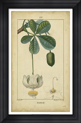 Framed Vintage Turpin Botanical II Print