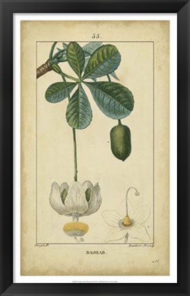 Framed Vintage Turpin Botanical II Print