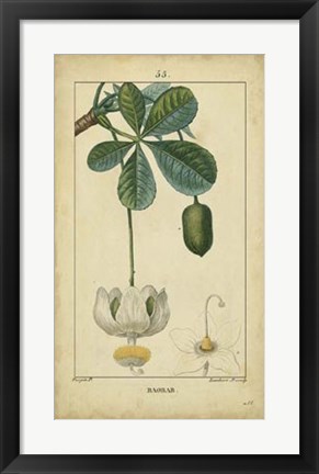 Framed Vintage Turpin Botanical II Print