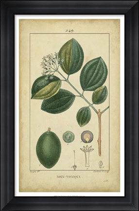 Framed Vintage Turpin Botanical III Print