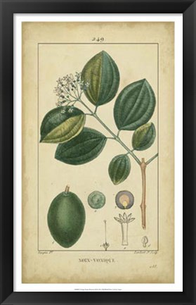 Framed Vintage Turpin Botanical III Print