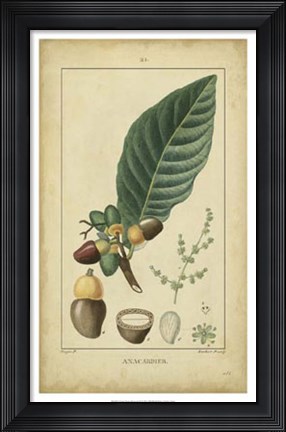 Framed Vintage Turpin Botanical IV Print
