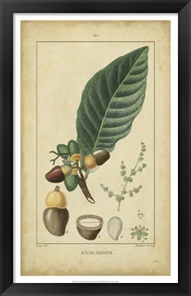 Framed Vintage Turpin Botanical IV Print