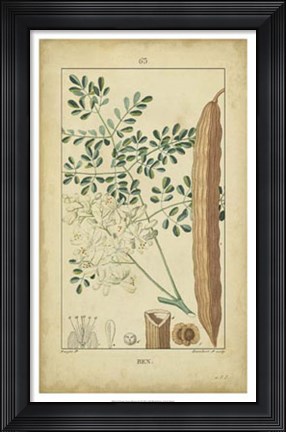 Framed Vintage Turpin Botanical V Print