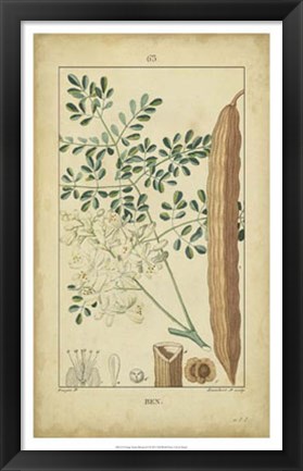 Framed Vintage Turpin Botanical V Print