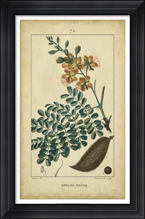 Framed Vintage Turpin Botanical VI Print
