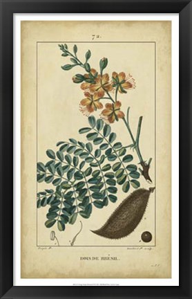 Framed Vintage Turpin Botanical VI Print