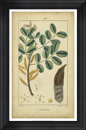 Framed Vintage Turpin Botanical VII Print