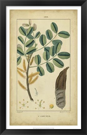 Framed Vintage Turpin Botanical VII Print