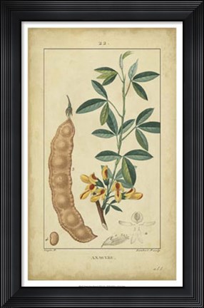 Framed Vintage Turpin Botanical VIII Print