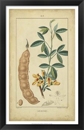 Framed Vintage Turpin Botanical VIII Print