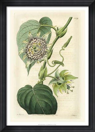 Framed Antique Passionflower I Print