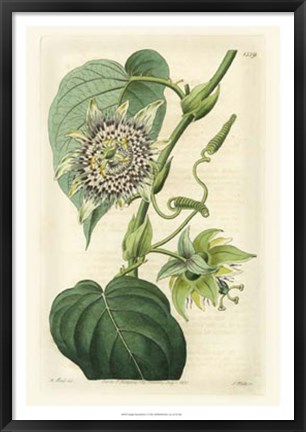 Framed Antique Passionflower I Print