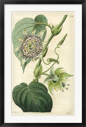 Framed Antique Passionflower I Print