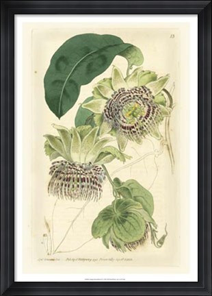 Framed Antique Passionflower II Print
